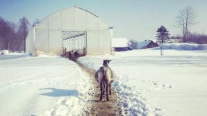 På vintern bor djuren i växthuset på Angelikas gård